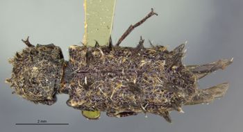 Media type: image;   Entomology 24737 Aspect: habitus dorsal view